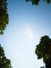 Obraz premium Sky, sky, sky, sky and trees