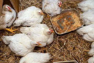 Leghorn chickens in a small pen with silver grain tray, top view.