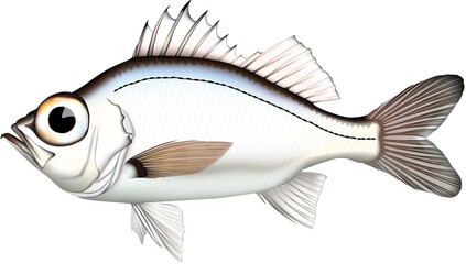 魚　オオメハタ　イラスト　ベクター