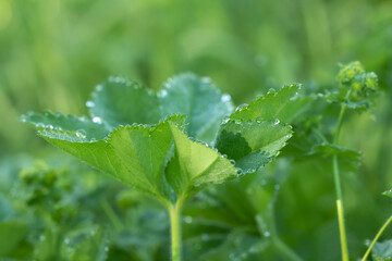 Closeup of dew drops on lady's mantle (Alchemilla) in the early morning.