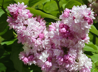 Fresh flowers of blooming lilacs bush close-up in spring. Beautiful garden plant with natural sunny light.