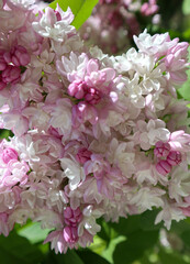 Fresh flowers of blooming lilacs bush close-up in spring. Beautiful garden plant with natural sunny light.