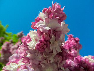 Fresh flowers of blooming lilacs bush close-up in spring. Beautiful garden plant with natural sunny light.