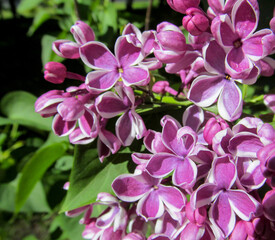 Fresh flowers of blooming lilacs bush close-up in spring. Beautiful garden plant with natural sunny light.