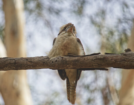 Australian Wildlife Birds Kookaburra Outback