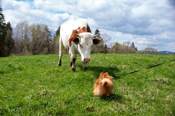 Little pomeranian versus cow