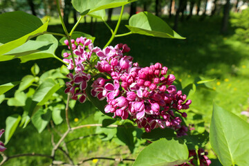 Fresh flowers of blooming lilacs bush in spring. Beautiful garden plant with natural sunny light.
