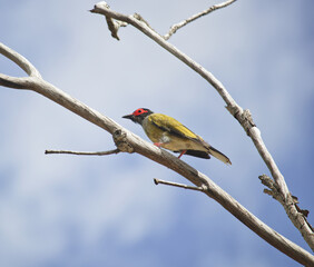 Australia wildlife australiasian fig bird 