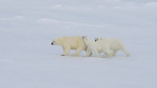 Polar Bears walking in an arctic.
