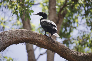 Australian wildlife birds cormarant