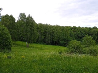 landscape with trees