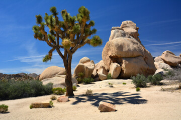 A lone Joshua tree   on a sunny day with distant mountains next to Boulder piles in joshua tree ...