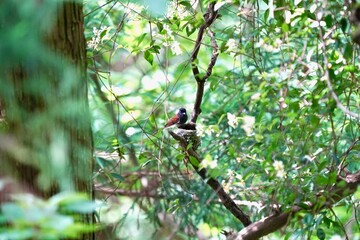 japanese paradise flycatcher on her nest