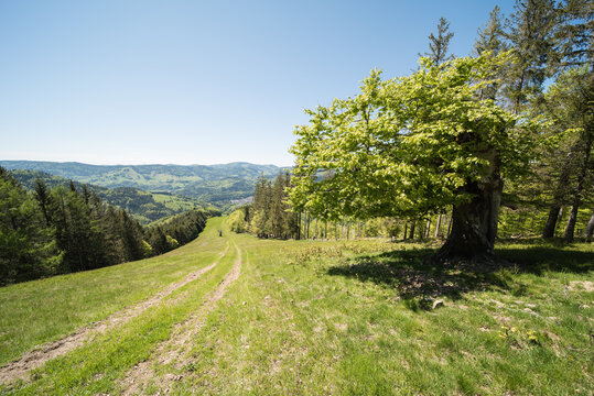 landscape in the southern black forest in germany near tunau. 