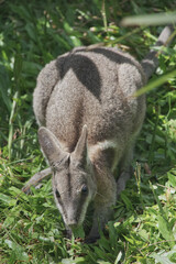 Australian wildlife wallaby marsupial