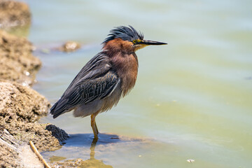 Green heron (Butorides striatus) stands on the shore of the lake. 
