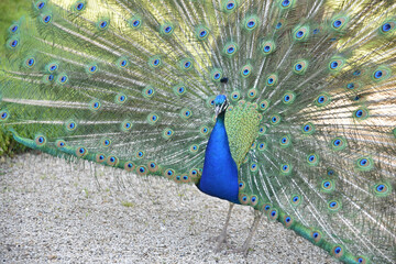 Obraz premium Paon au jardin