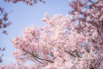 桜
