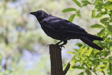 Australian wildlife birds Raven crow