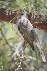 Australian wildlife birds noisy miner