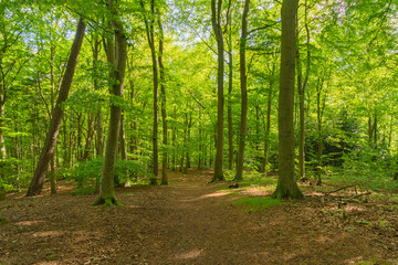 Bad Schwartau Kurpark Wald