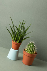 Home plants. Succulent and cactus in brown pots on green background
