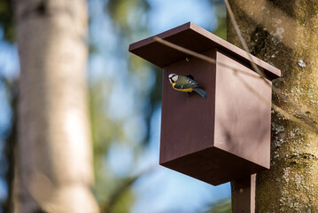 Birdhouse for Parus major, Cyanistes caeruleus, Blue tit, Great tit. Birdhouse from wood with bird plased on tree in park or woodland.