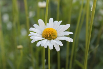Chamomile in the grass