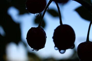 Cherries silhouette with drops of the rain