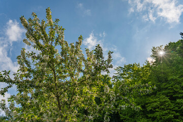 Obraz premium Bad Schwartau Kurpark Baum