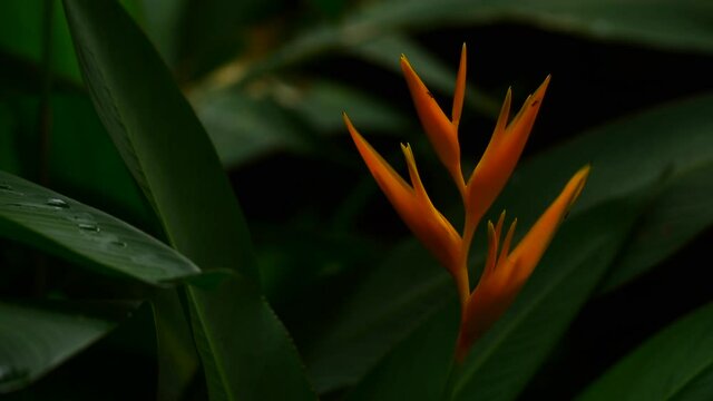 heliconia is good flower for gardening and very fresh eyes when looking after rain.