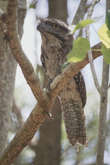 Tawny frog mouth owl on tree Australian wildlife birds