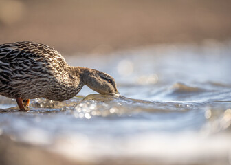 Mallard brown duck drinking water from shore of countryside lake in summer day sunshine.