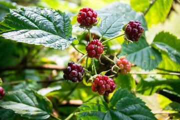 fruits of ripe juicy forest blackberries.forest blackberry bush