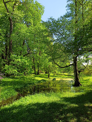 Obraz premium Green park scenery during a beautiful sunny day with lush vegetation of trees and grass. City parks for relaxation and enjoyment. 