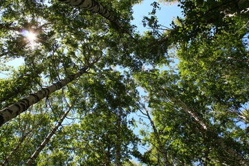 green leaves and sky