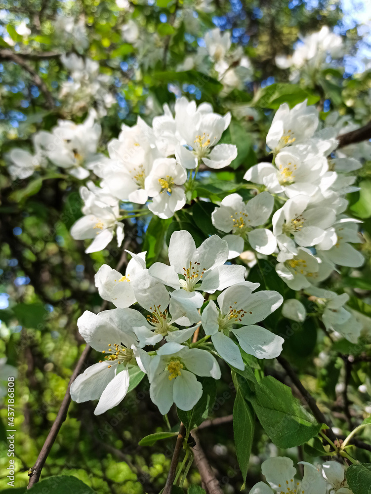 Wall mural Blooming apple tree in spring park close up. Spring flowering of trees. Apple tree flower isolate macro. White flowers
