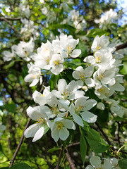 Blooming apple tree in spring park close up. Spring flowering of trees. Apple tree flower isolate macro. White flowers
