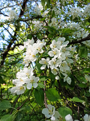 Blooming apple tree in spring park close up. Spring flowering of trees. Apple tree flower isolate macro. White flowers
