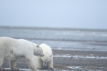 Alaska white polar bear from Arctic