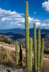 Fototapeta na wymiar Cactus, Saguaro, Carnegiea gigantea, Méxique