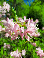 Close up of pink azalea blossoms or Rhododendron plant with flowers. Ericaceae evergreen shrub. Natural flower background. Summer nature concept
