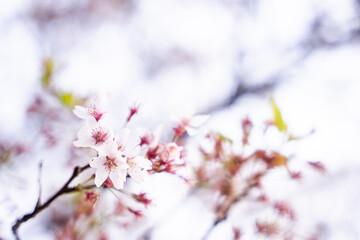 桜,青空,空, 全盛期, 花, 自然, 青, サクランボ, 白, ブランチ, 咲く, 花, 冬, 季節, すごい, ピンク, 雪, 霜, 美しさ, 美しい, 緑, 庭, フローラル, 植物, sakura