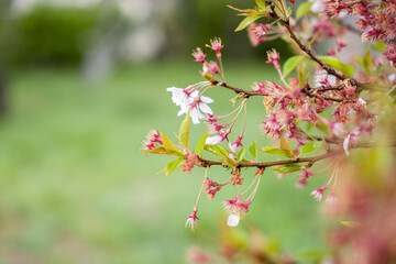 桜,青空,空, 全盛期, 花, 自然, 青, サクランボ, 白, ブランチ, 咲く, 花, 冬, 季節, すごい, ピンク, 雪, 霜, 美しさ, 美しい, 緑, 庭, フローラル, 植物, sakura