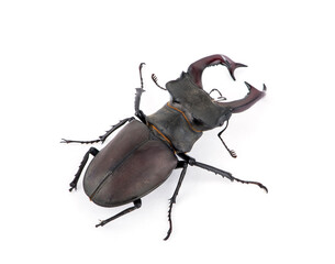 Male stag beetle, Lucanus cervus isolated on white background