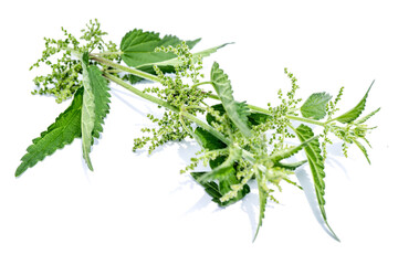 stinging nettle isolated on white background