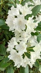 Różanecznik (Rhododendron Silberwolke)