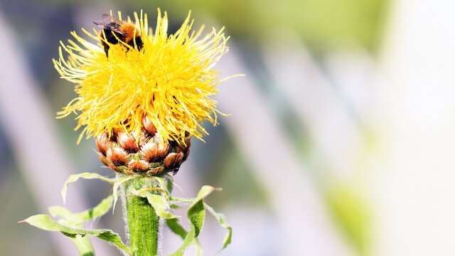 Yellow Giant Cornflower (Centaurea macrocephala) with bee close up. Summer banner