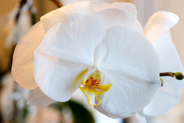 Nice, White orchid flower at home closeup