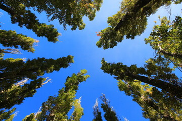 trees poplar against sky